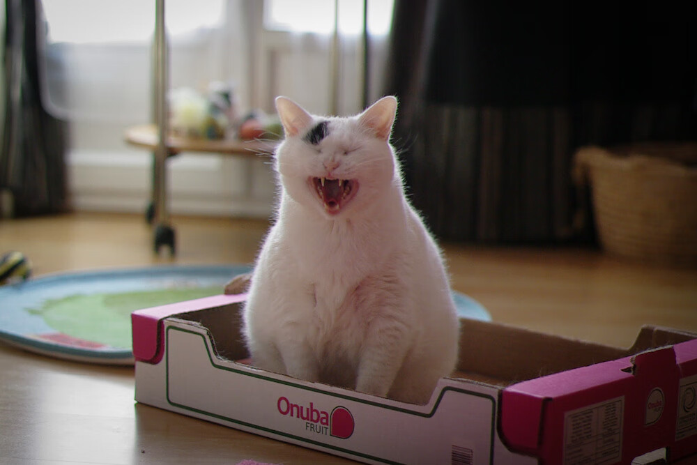 文班亚马状态火热,奇才对阵骑士的唯一性之战